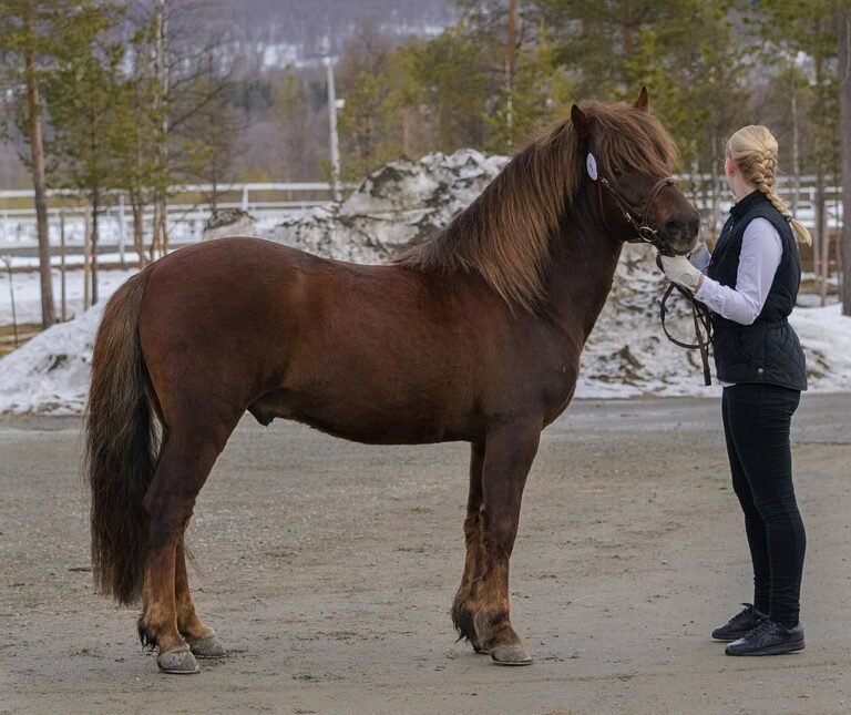 nordlandshest